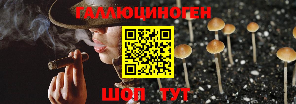Псилоцибиновые грибы мицелий Заводоуковск
